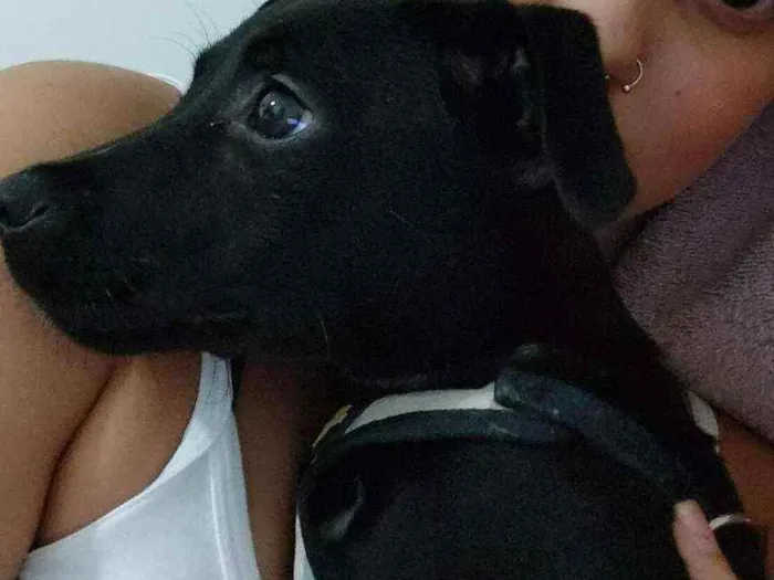 Cachorro ra a  idade 2 a 6 meses nome Matilda