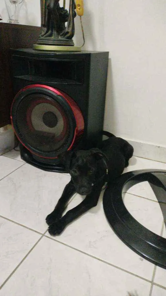 Cachorro ra a Preto idade 2 a 6 meses nome Matilda