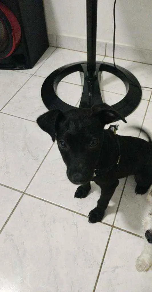 Cachorro ra a Preto idade 2 a 6 meses nome Matilda