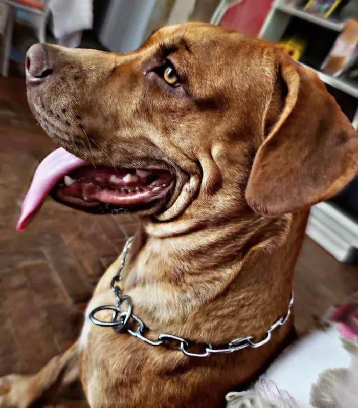 Cachorro ra a Labrador /Pitbull idade 7 a 11 meses nome Sem nome