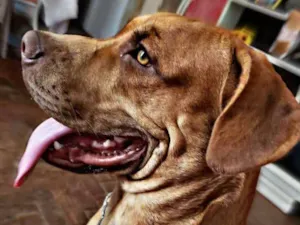 Cachorro raça Labrador /Pitbull idade 7 a 11 meses nome Sem nome