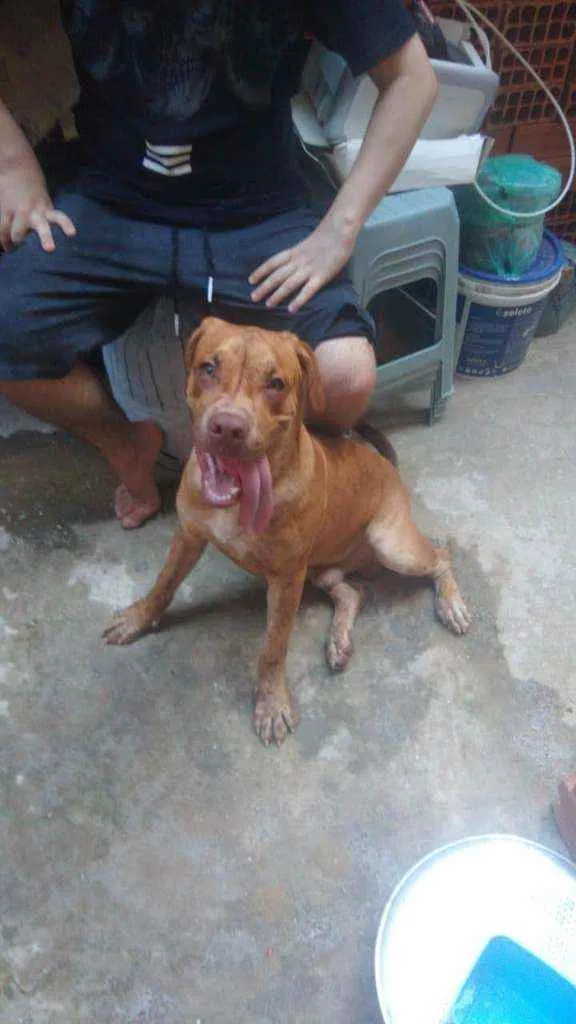 Cachorro ra a Labrador /Pitbull idade 7 a 11 meses nome Sem nome