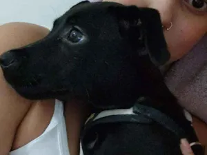 Cachorro raça Preto idade 2 a 6 meses nome Matilda