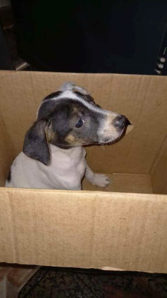 Cachorro ra a Srd idade 2 a 6 meses nome Sem nome