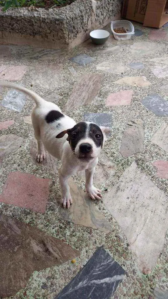 Cachorro ra a Srd idade 2 a 6 meses nome Sem nome