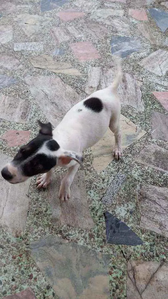 Cachorro ra a Srd idade 2 a 6 meses nome Sem nome
