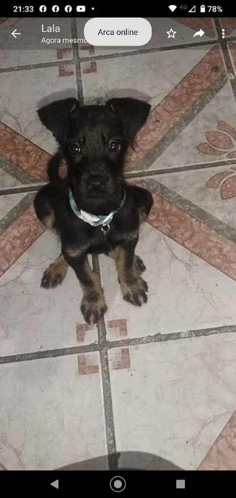 Cachorro ra a SRD idade 2 a 6 meses nome Azeitona