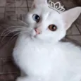 Cristal 