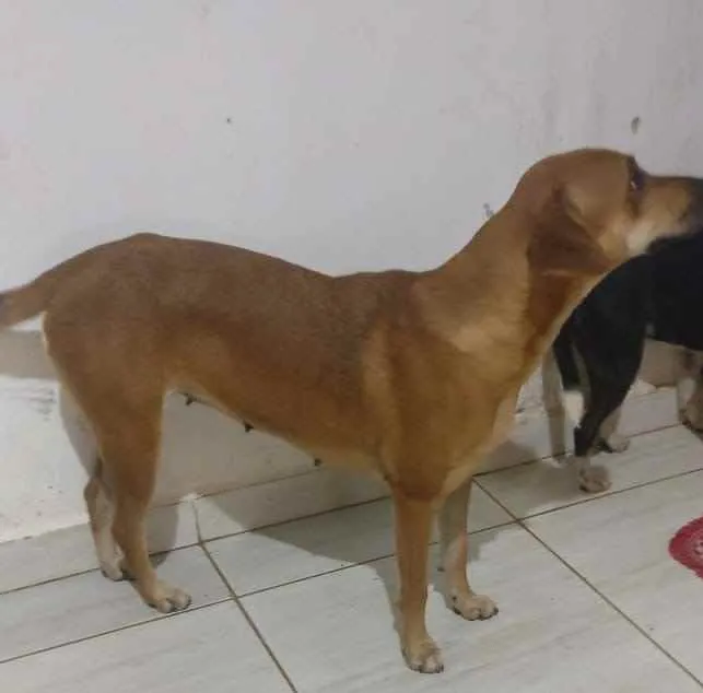 Cachorro ra a  idade 2 anos nome Caramel