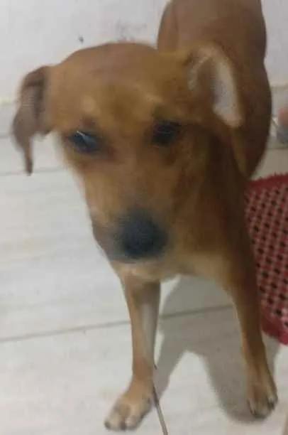 Cachorro ra a  idade 2 anos nome Caramel