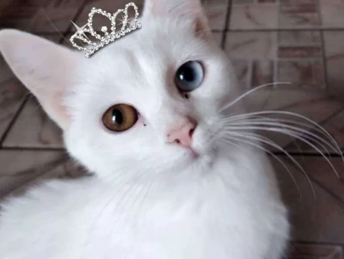 Gato ra a Mestiça  idade 2 a 6 meses nome Cristal 
