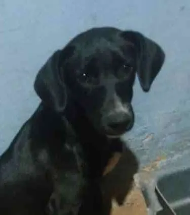 Cachorro ra a SRD idade 7 a 11 meses nome Nina