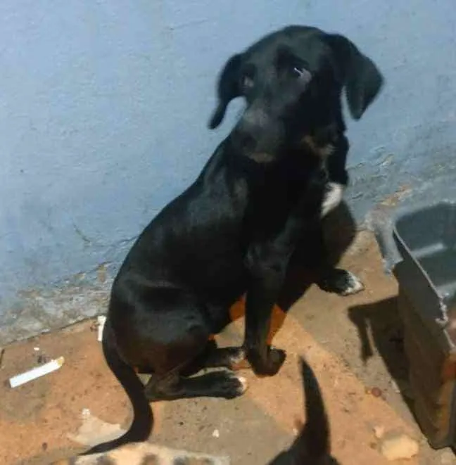Cachorro ra a SRD idade 7 a 11 meses nome Nina