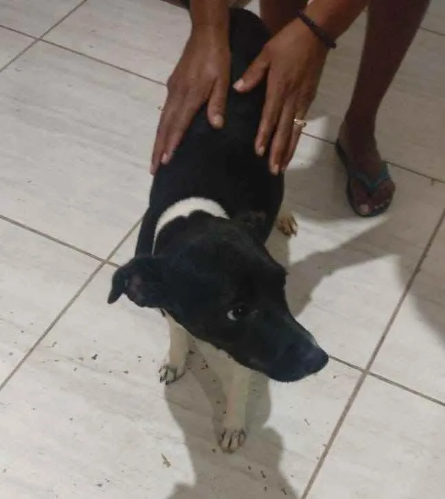 Cachorro ra a  idade 2 anos nome Princesa