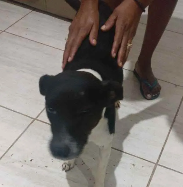 Cachorro ra a  idade 2 anos nome Princesa