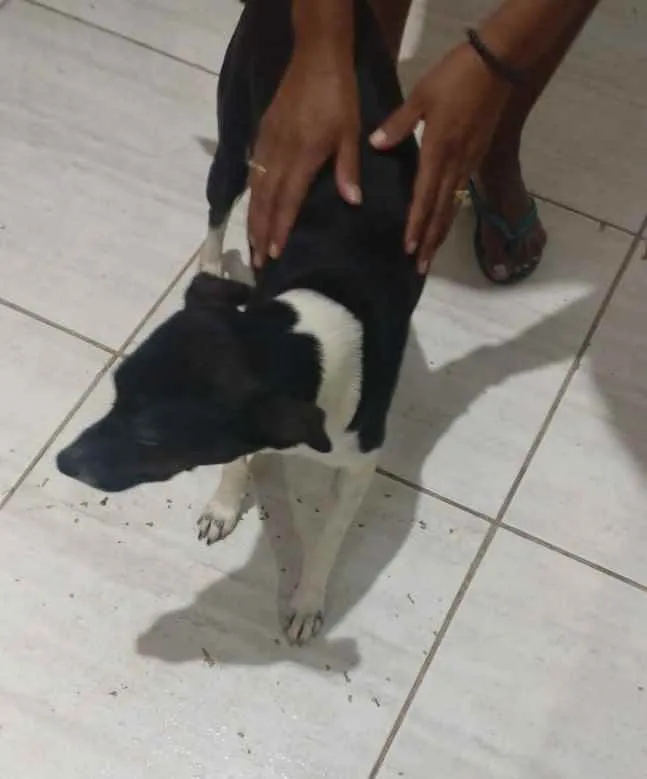 Cachorro ra a  idade 2 anos nome Princesa