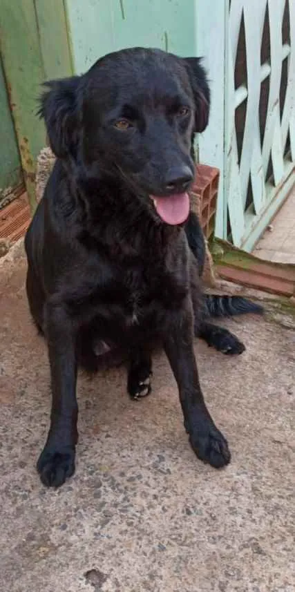 Cachorro ra a  idade 7 a 11 meses nome Pérola