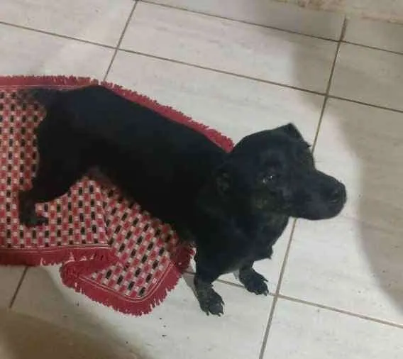 Cachorro ra a SRD idade 1 ano nome Valentina