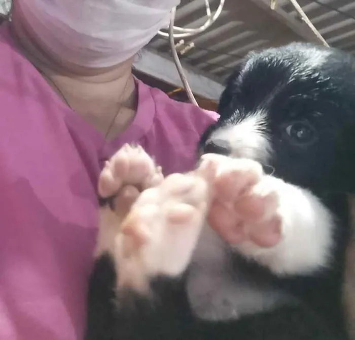 Cachorro ra a  idade Abaixo de 2 meses nome Filhotinhos 2 meses