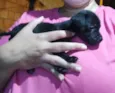 Filhotinhos 2 meses
