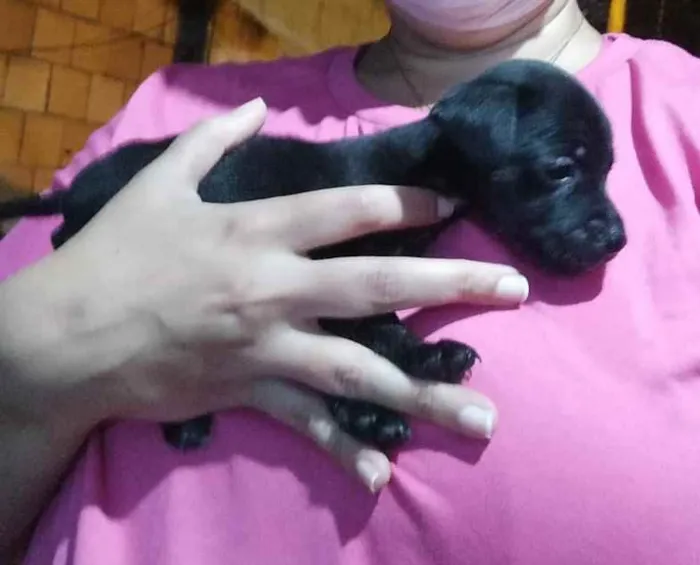 Cachorro ra a  idade Abaixo de 2 meses nome Filhotinhos 2 meses