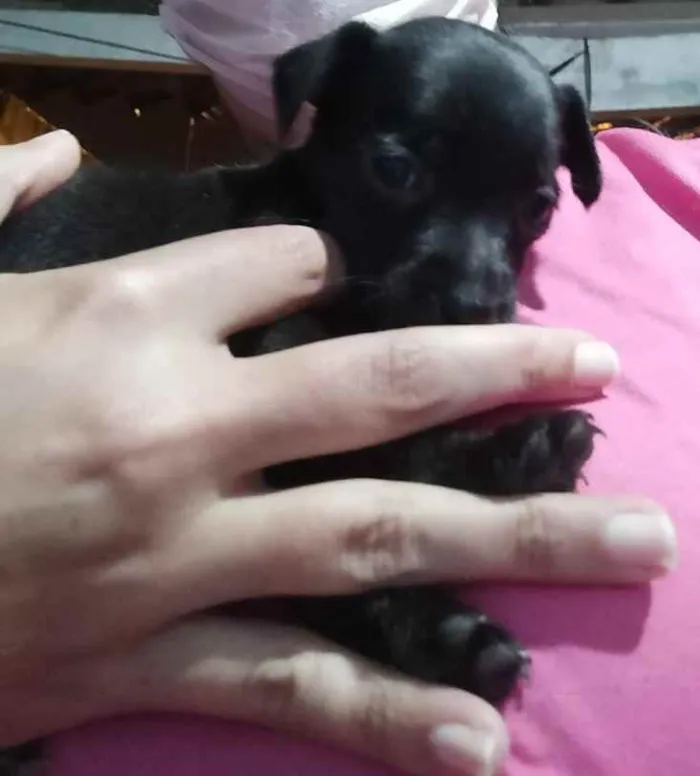 Cachorro ra a  idade Abaixo de 2 meses nome Filhotinhos 2 meses