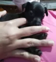 Filhotinhos 2 meses