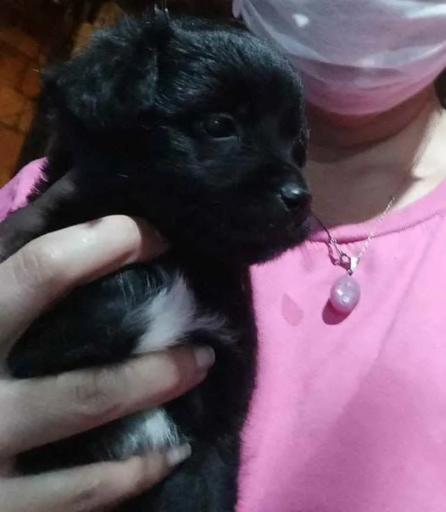 Cachorro ra a  idade Abaixo de 2 meses nome Filhotinhos 2 meses