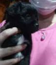 Filhotinhos 2 meses