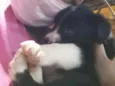 Filhotinhos 2 meses