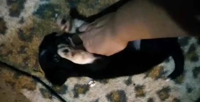 Cachorro ra a  idade Abaixo de 2 meses nome Filhotinhos 2 meses