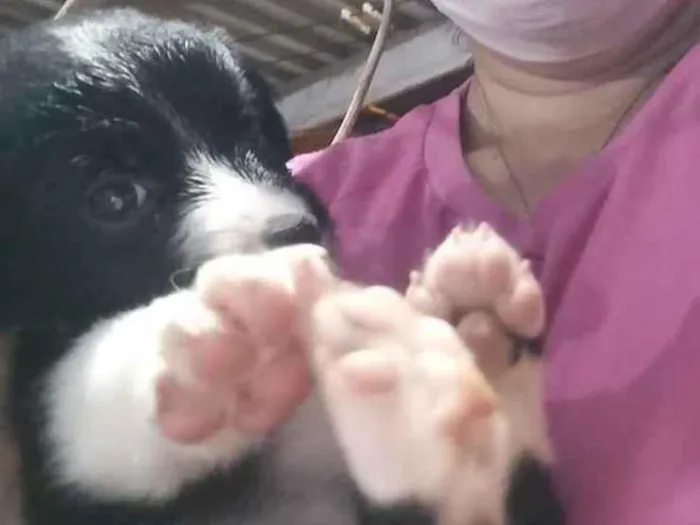Cachorro ra a  idade Abaixo de 2 meses nome Filhotinhos 2 meses