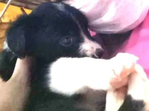 Cachorro raça  idade Abaixo de 2 meses nome Filhotinhos 2 meses