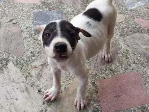 Cachorro raça Srd idade 2 a 6 meses nome Sem nome