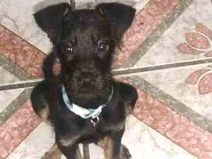 Cachorro ra a SRD idade 2 a 6 meses nome Azeitona