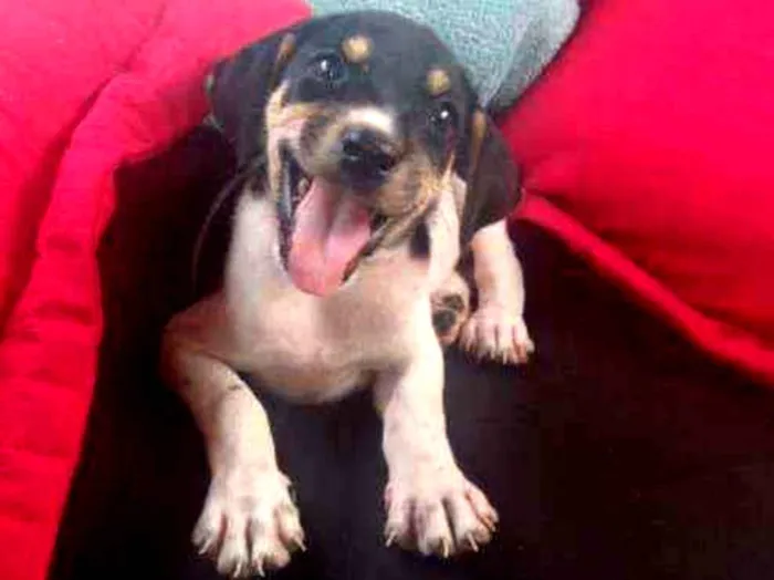 Cachorro ra a SRD idade 2 a 6 meses nome Vitória 