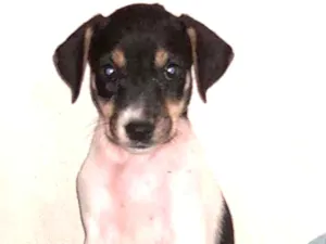 Cachorro raça SRD idade 2 a 6 meses nome Vitória 