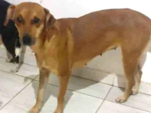 Cachorro raça  idade 2 anos nome Caramel