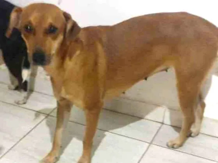 Cachorro ra a  idade 2 anos nome Caramel
