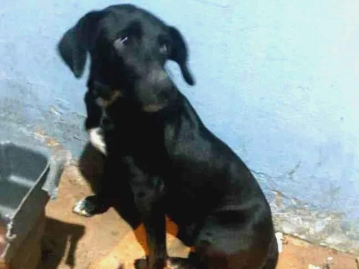 Cachorro ra a SRD idade 7 a 11 meses nome Nina