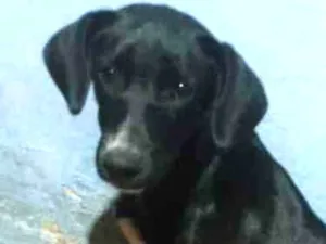 Cachorro raça SRD idade 7 a 11 meses nome Nina