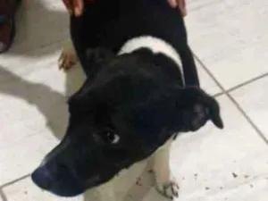 Cachorro raça  idade 2 anos nome Princesa