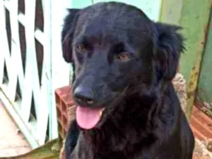 Cachorro raça  idade 7 a 11 meses nome Pérola