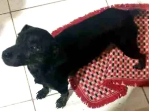 Cachorro raça SRD idade 1 ano nome Valentina