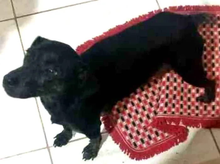 Cachorro ra a SRD idade 1 ano nome Valentina