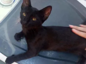 Gato raça vira-lata idade 7 a 11 meses nome Pantera