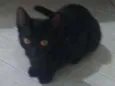 Pantera