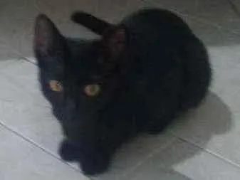 Gato raça vira-lata idade 7 a 11 meses nome Pantera