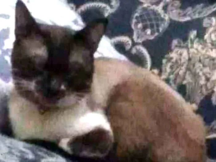 Gato raça SRD idade 1 ano nome Barry