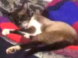 Gato raça SRD idade 1 ano nome Barry